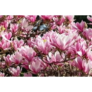 Seedville 5 Lily Magnolia Seeds, Pink & Purple, Fragrant