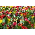 thumbnail image 1 of Seedville 5 Mixed Canna Lily Flower Seeds, 1 of 11