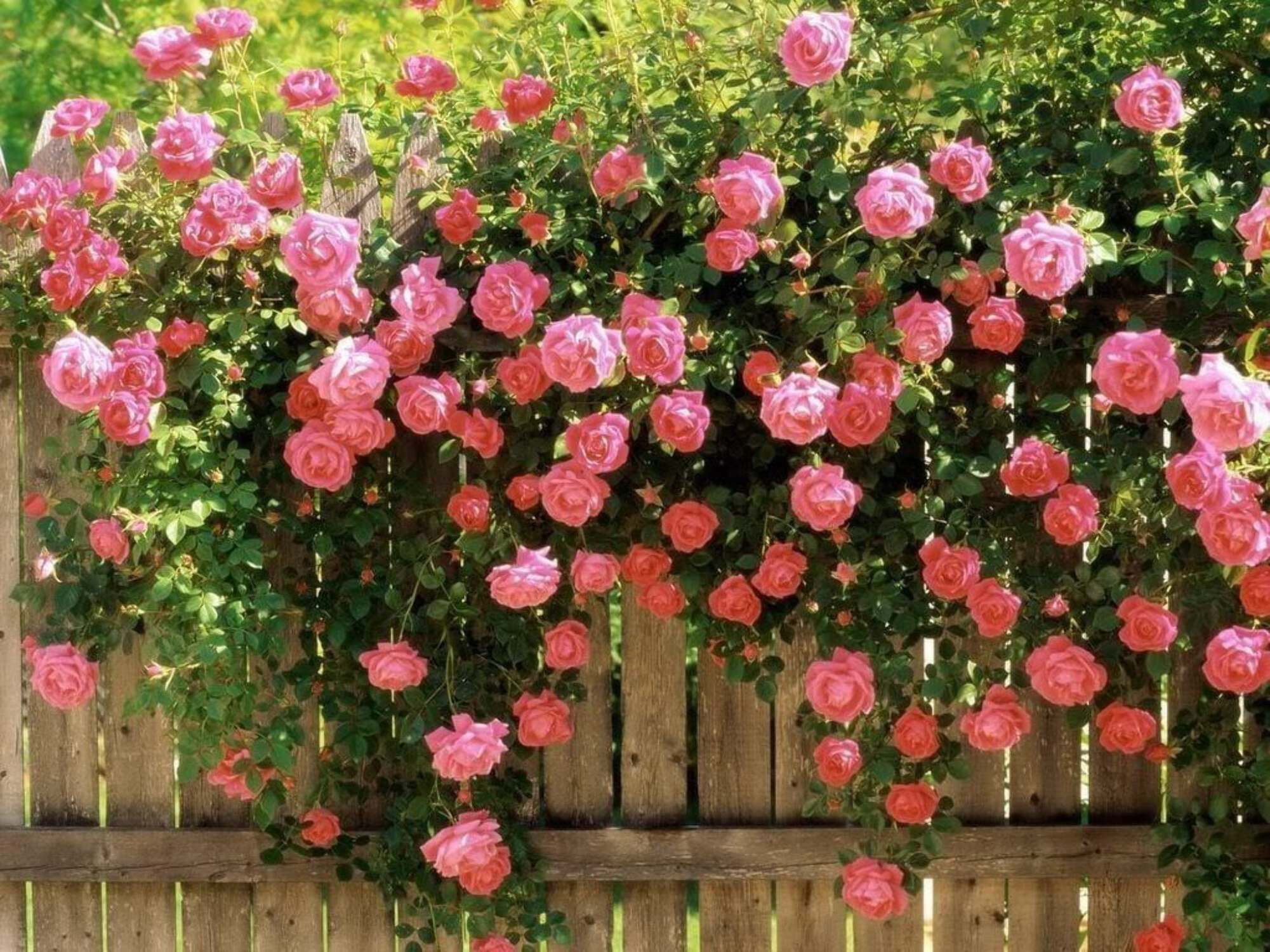 ☆Roses～　 Carlotta! - Pink - - Schreurs Roses