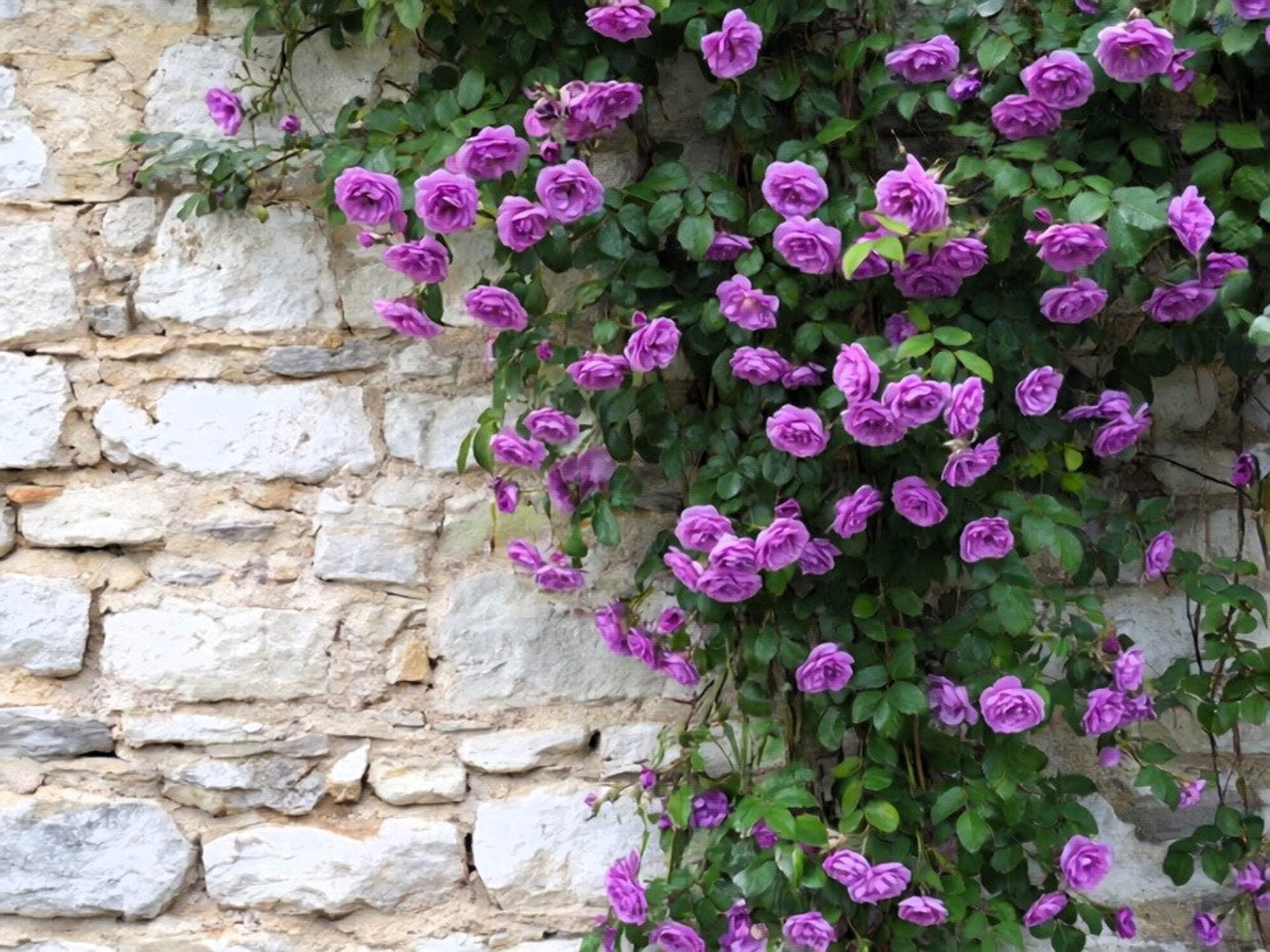 Seedville 5 Purple Climbing Rose Seeds, Fragrant Rosa Flowers for