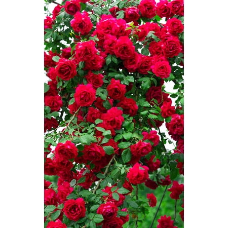 Seedville 5 Red Climbing Rose Flower Seeds, Fragrant Butterfly Attracting Blooms