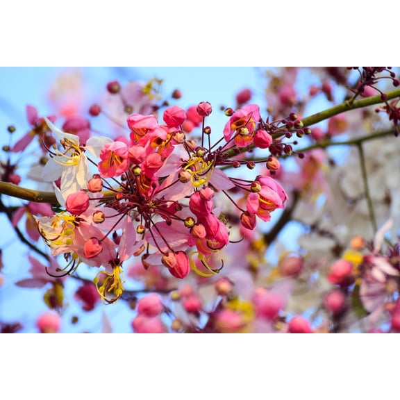 Seedville 5 Shower Tree/ Apple Blossom Tree Flower Seed