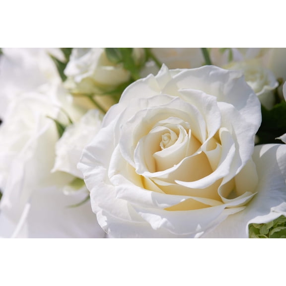Seedville 5 White Rose/ Bridal Rose Flower Seed