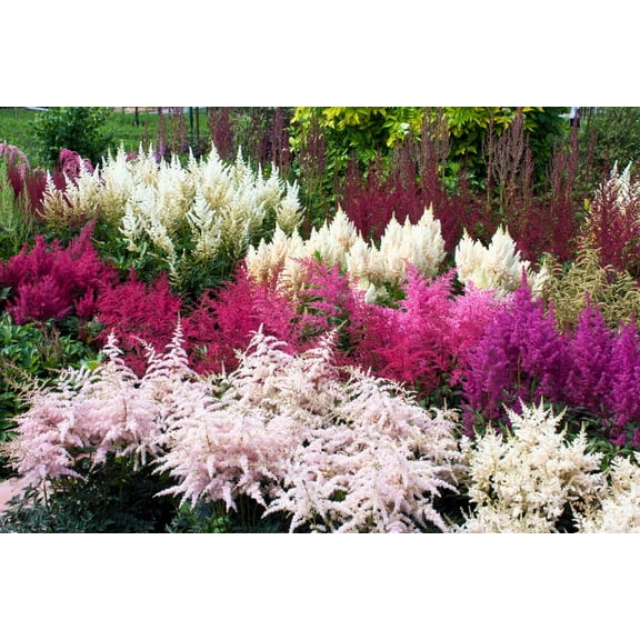 Seedville 50 Astilbe Bunter Simplicifolia Flower Seeds