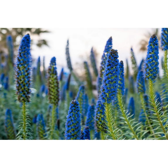 40 Blue PRIDE OF MADEIRA Echium Candicans Fastuosum Nectar Flower Seeds