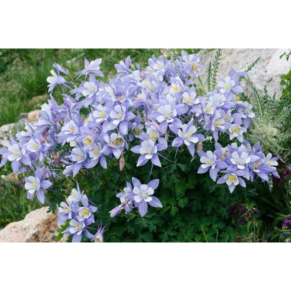 Seedville 50 Blue Rocky Mountain Columbine Flower Seed, Attracts Bees, Birds & Butterflies