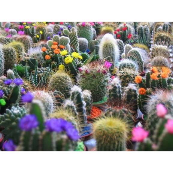 50 CACTUS MIX 'Finest Mixed' Succulent Flower Plant Seeds