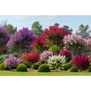 Seedville 50 Crepe Myrtle/ Crape Myrtle Flower Seed