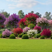 Seedville 50 Crepe Myrtle/ Crape Myrtle Flower Seed