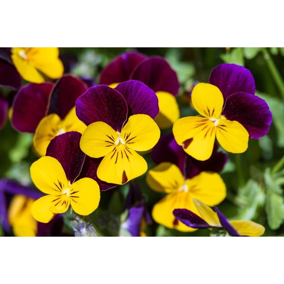 Seedville 50 Dark Jonny Jump Up Viola Tricolor Flower Seeds