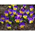 thumbnail image 1 of Seedville 50 Dark Jonny Jump Up Viola Tricolor Flower Seeds, 1 of 5