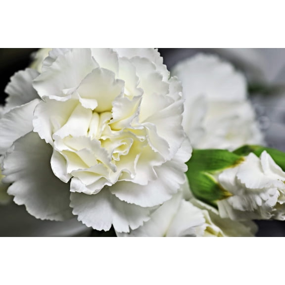 Seedville 50 Dianthus Caryophyllus Grenadin Flower Seeds