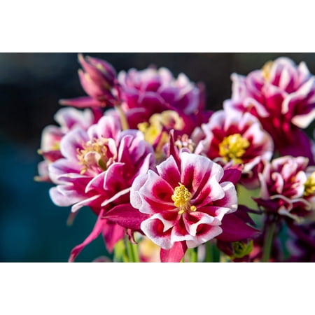 Seedville 50 Double Winky Rose & White Columbine Flower Seeds