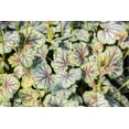 thumbnail image 1 of 50 HEUCHERA Americana CORAL BELLS Dale's American Alumroot Flower Seeds, 1 of 10