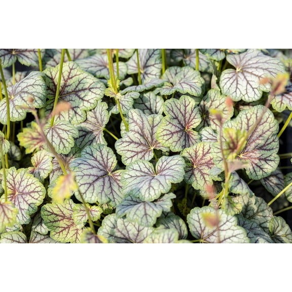 50 HEUCHERA Americana CORAL BELLS Dale's American Alumroot Flower Seeds