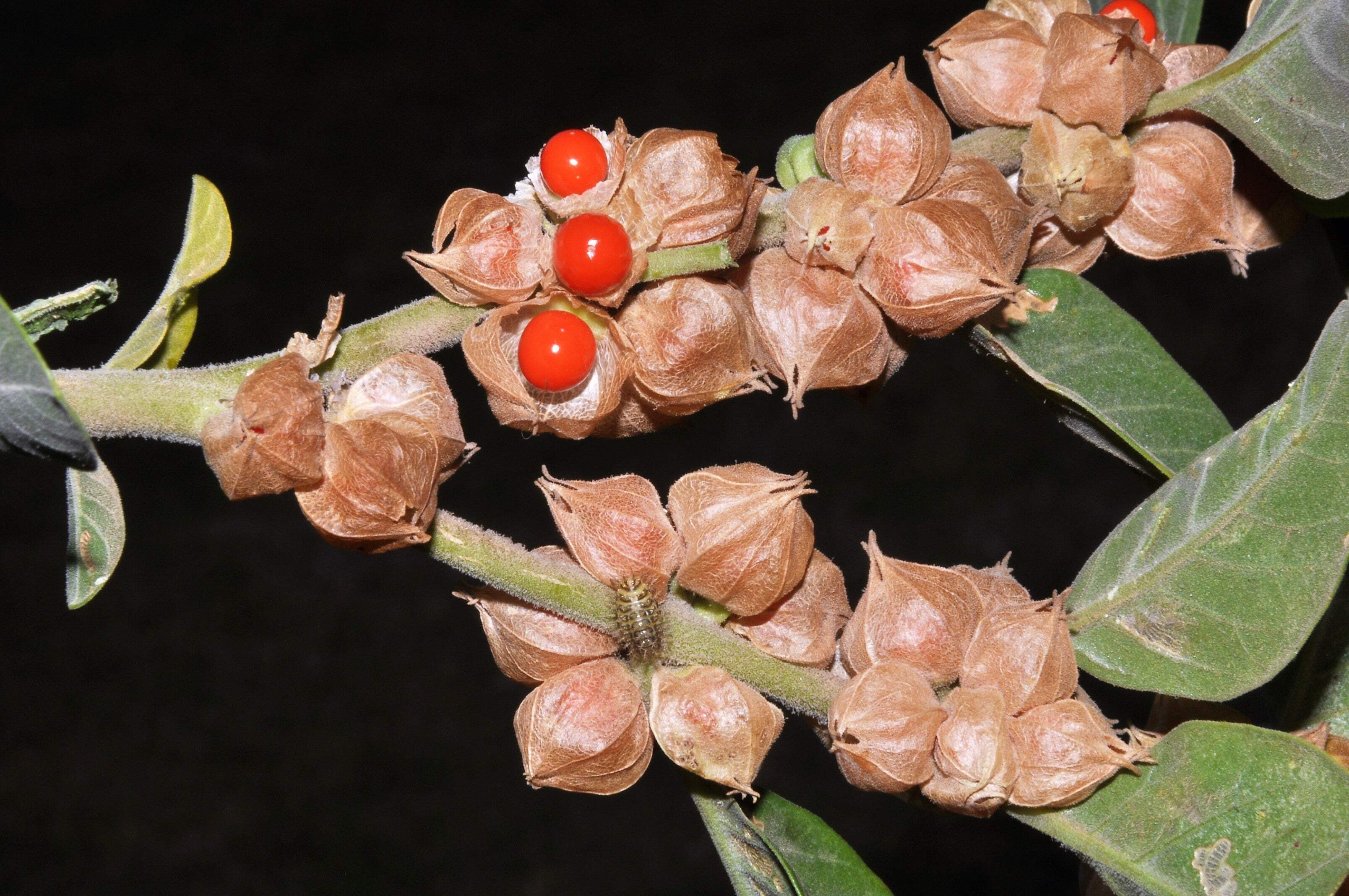Withania Somnifera (Ashwagandha / Indian Ginseng) – 50 Seeds