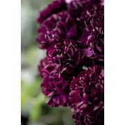 Seedville 50 King of Blacks Carnation Plant Seeds