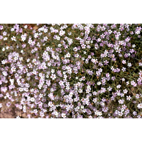 Seedville 50 Light Pink Tunic Flower Seeds, Hardy Zones 4-8