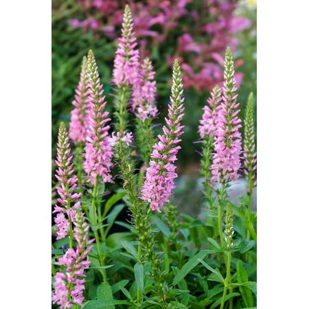 Seedville 50 Light Pink Veronica Flower Seeds