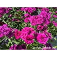 thumbnail image 1 of Seedville 50 Magenta Carnation Plant Seeds, Fragrant Flowers, 1 of 5