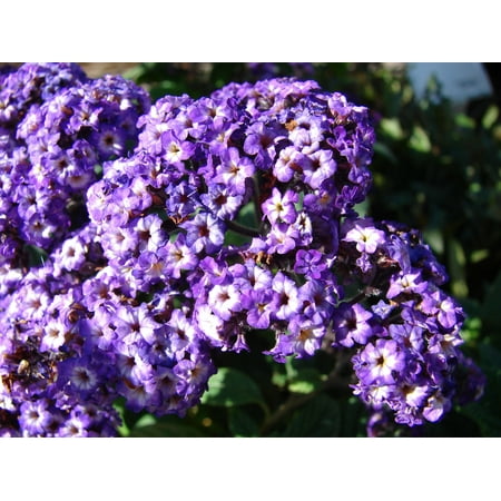 50 Blue MARINE HELIOTROPE Heliotropium Arborescens Flower Seeds