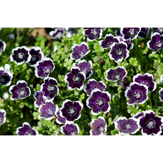 Seedville 50 Nemophila Discoidalis Plant Seed, Black & white flowers