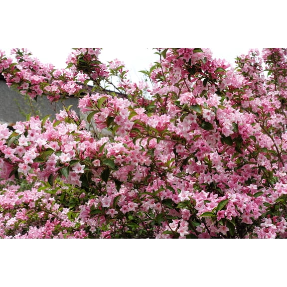 50 OLD FASHIONED WEIGELA Florida Bush Shrub Flower Seeds