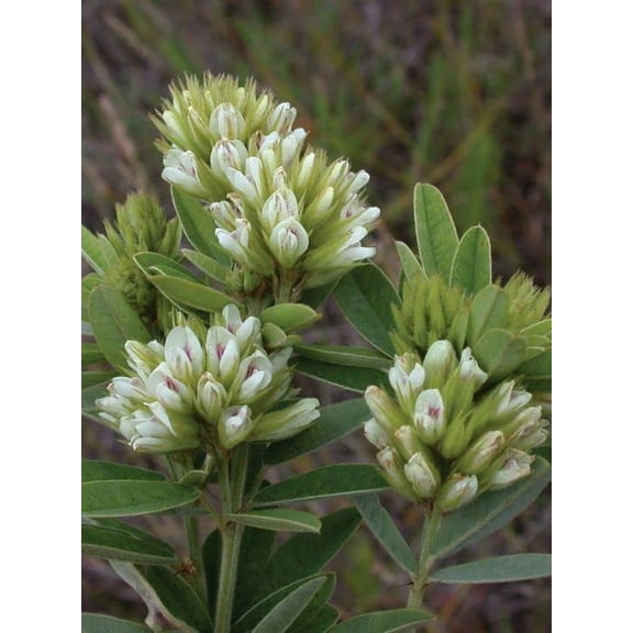 Seedville 50 Round Headed Bush Clover Plant Seed, Silvery leaves