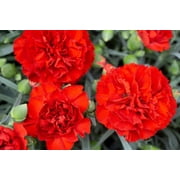 Seedville 50 Scarlet Red Carnation Flower Seeds