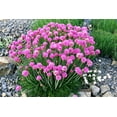 thumbnail image 1 of Seedville 50 Sea Thrift Flower Seeds, Native Maritime Flower, 1 of 11