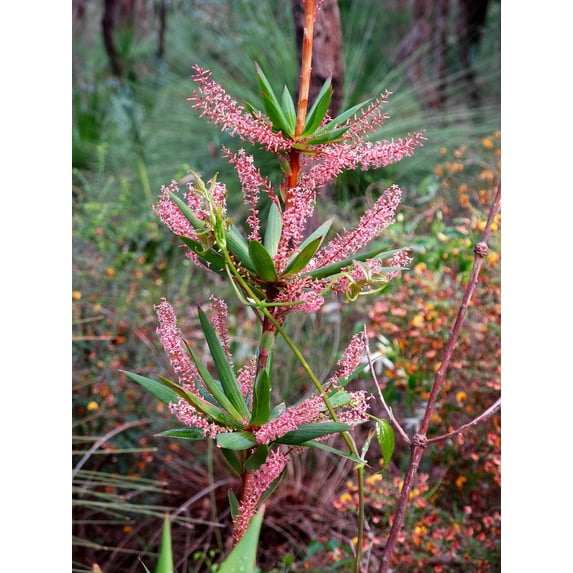 Seedville 50 Tassel Flower Seeds, Red-Pink, Early Spring to Early Summer Bloom