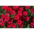 thumbnail image 1 of Seedville 500 Linum Grandiflorum Rubrum Flower Seed, 1 of 11