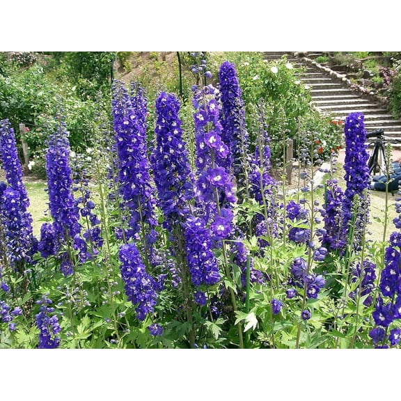 Seedville 500 Purple Rocket Larkspur Delphinium Flower Seed, Attracts Bees, Butterflies, Birds