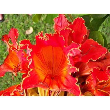 Seedville 60' Red African Tulip Tree Live Plants in Containers (15 Count)