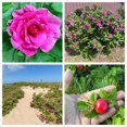 thumbnail image 1 of Seedville Beach Rose 50 Rosa Rugosa Flower Seeds, 1 of 11