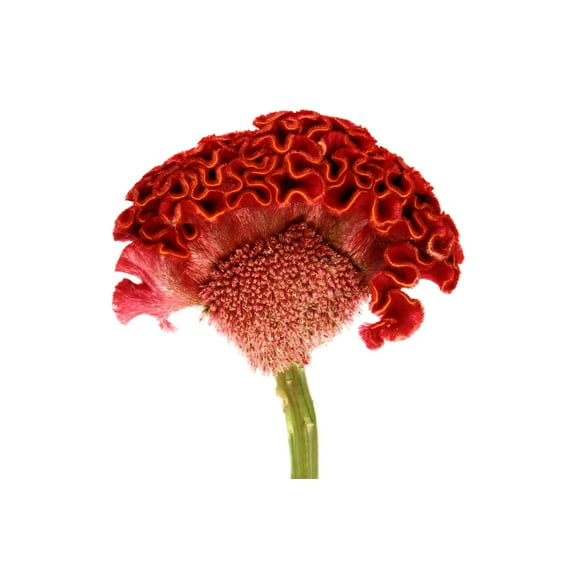 Seedville Coral 100 Coral Gardens Mix Celosia Cockscomb Flower Seeds
