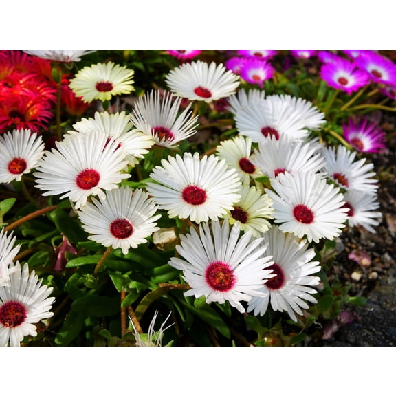 Seedville Dorotheanthus Bellidiformis Gelato White Live Plant