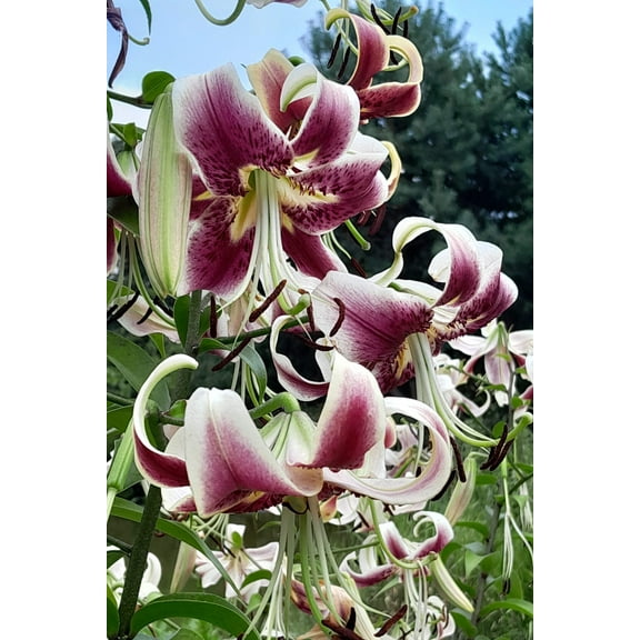 Seedville Nepal Lily 5 Seeds Plant Seeds, Green & Maroon, Fragrant Flower