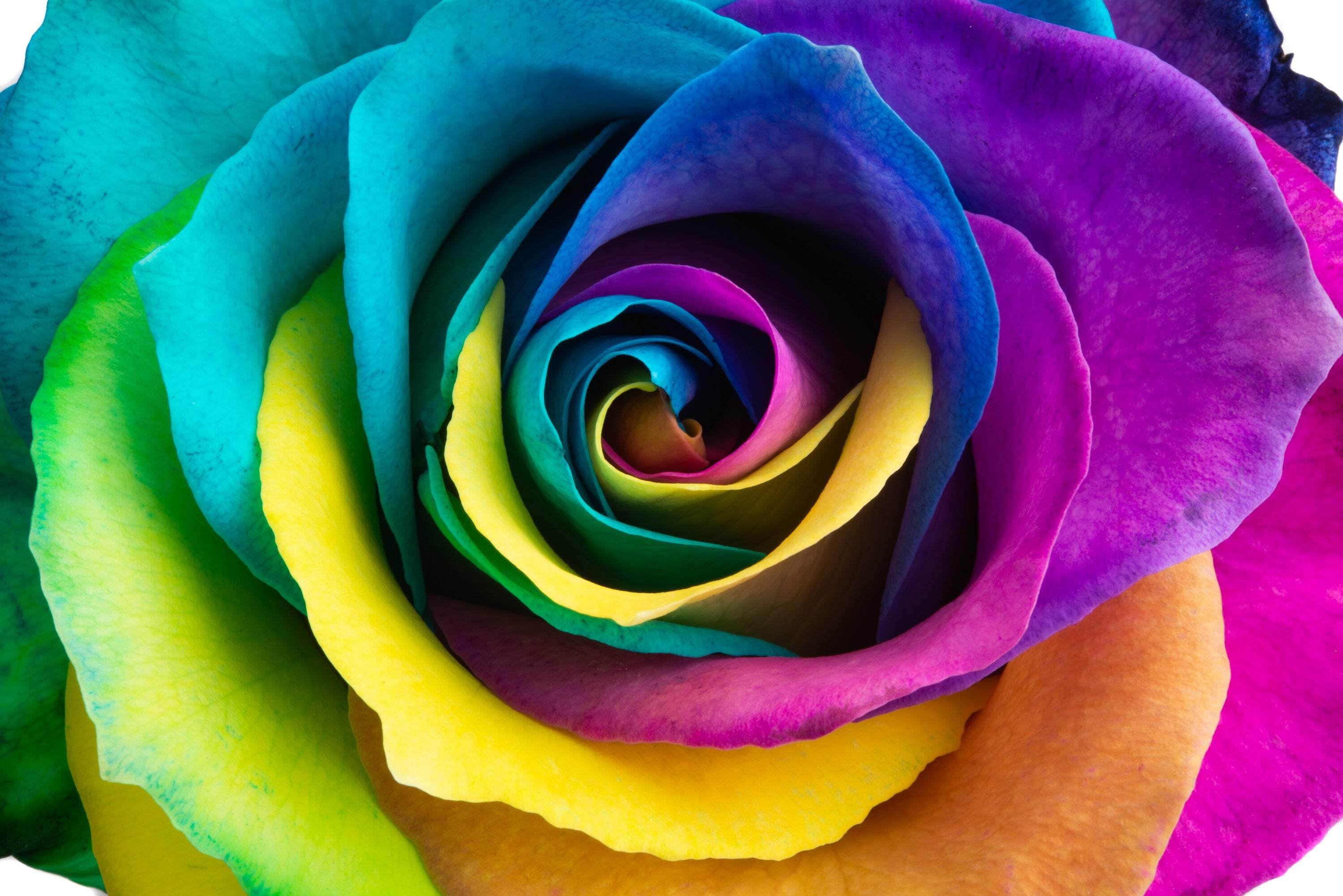 raibow-rose Rainbow Rose Bouquet
