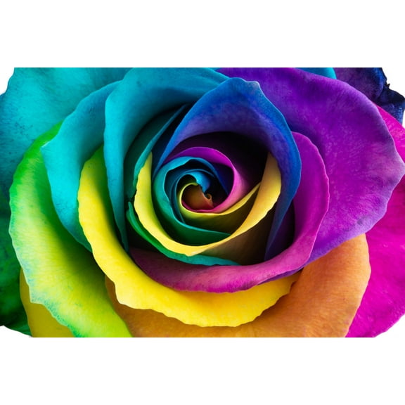 Seedville Rainbow Rose Seeds (5 Pack), Fragrant Double Blooms