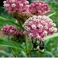 thumbnail image 1 of Seedville Swamp Milkweed Asclepias Incarnata Flower Seeds 36-60" Height, Dark Pink - Mauve, 1 of 11