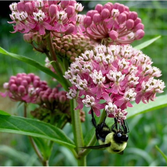 Seedville Swamp Milkweed Asclepias Incarnata Flower Seeds 36-60" Height, Dark Pink - Mauve