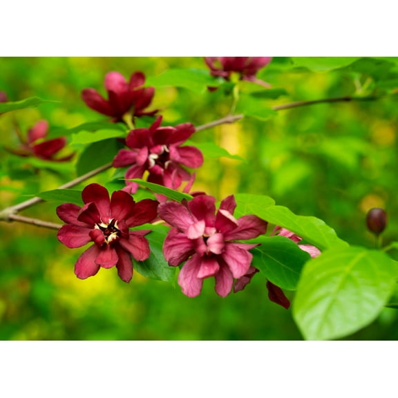 Seedville Sweetshrub Carolina Allspice 10 Shrub Flower Seeds, Fragrant