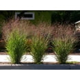 thumbnail image 1 of Seedville Tall Panic Switch Grass Seeds, 1000 seeds - Panicum Virgatum Red Flowers, 1 of 11