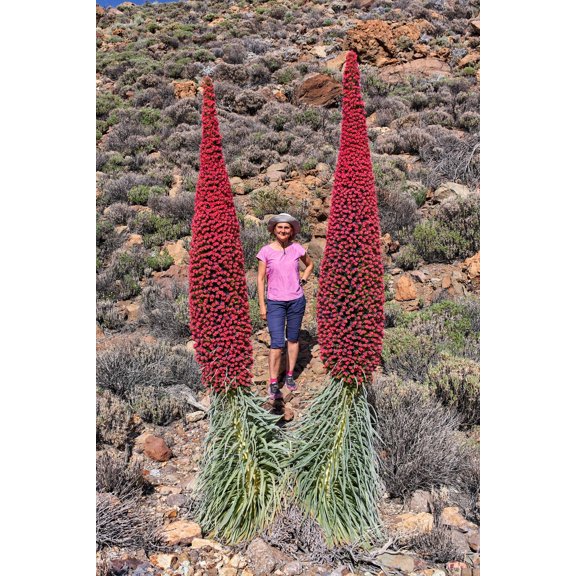 Seedville Tower of Jewels 25 Red Bugloss Flower Seeds, Maroon and Ruby Red Blooms