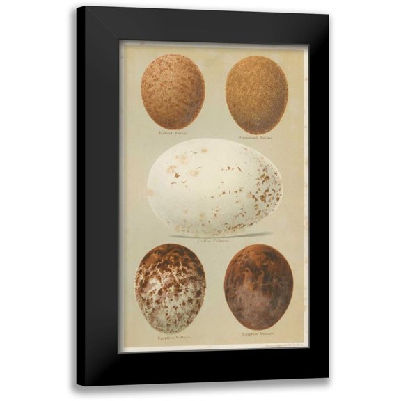 Seehohm, Henry 10x14 Black Modern Framed Museum Art Print Titled - Antique Bird Egg Study III