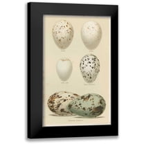 Seehohm, Henry 10x14 Black Modern Framed Museum Art Print Titled - Antique Bird Egg Study II