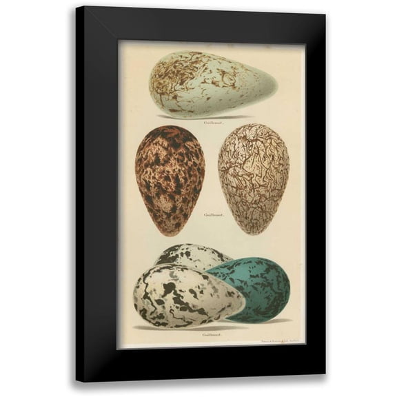 Seehohm, Henry 10x14 Black Modern Framed Museum Art Print Titled - Antique Bird Egg Study I