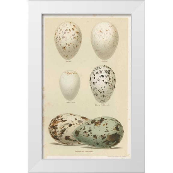 Seehohm, Henry 10x14 White Modern Wood Framed Museum Art Print Titled - Antique Bird Egg Study II