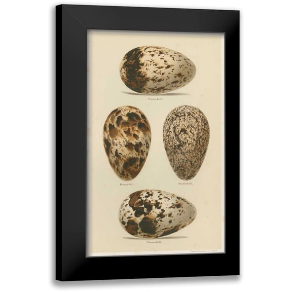 Seehohm, Henry 16x24 Black Modern Framed Museum Art Print Titled - Antique Bird Egg Study VI